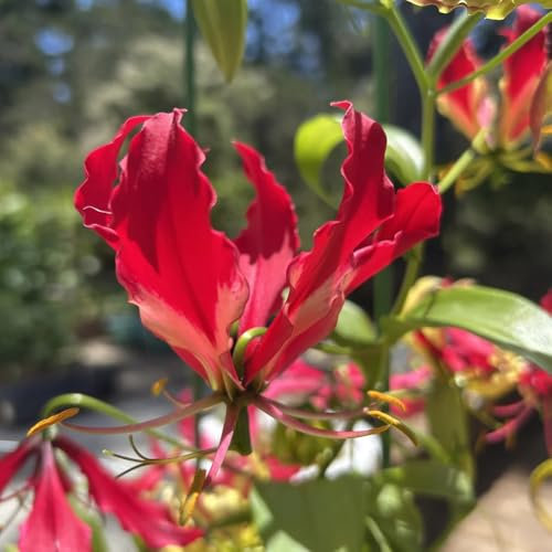 Bulbi di giglio fiammeggiante - piante rare, decorazioni floreali Gloriosa superba - bulbi da fiore a precoce bulbi di fiori, pianta rampicante I bulbi da fiore sono perenni, 3pcs