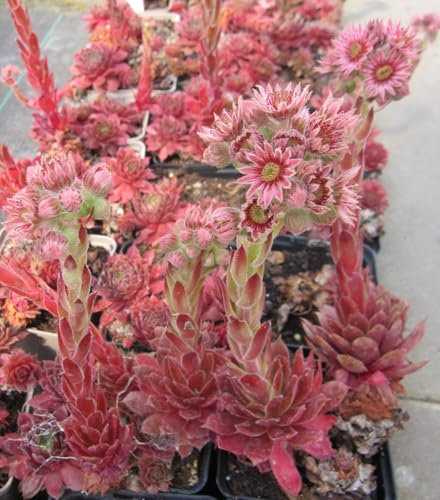 Garten-Hauswurz - Dachwurz Bronco - Sempervivum Bronco - schneckenunempfindlich Verpackungseinheit 3