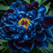 Pfingstrosen pflanzen winterhart staude-pfingstrosen knollen-pfingstrosen zwiebeln-pfingstrosen wurzel-Große Blumenzwiebeln-Zierblumen-2 zwiebel-B