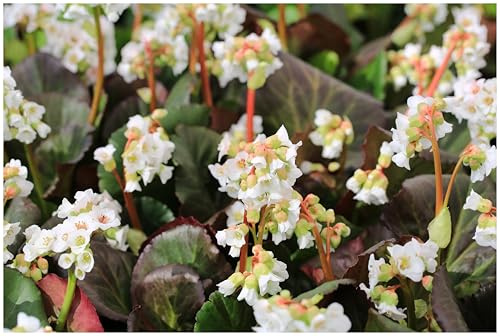 Stauden Gänge Bergenia cordifolia 'Silberlicht' (Winterhart/Stauden/Staude/Mehrjährig/Immergrün/Bodendecker) Bergenie - Ein echtes Highlight für moderne Gartenbilder - Bienenfreundlich (1)
