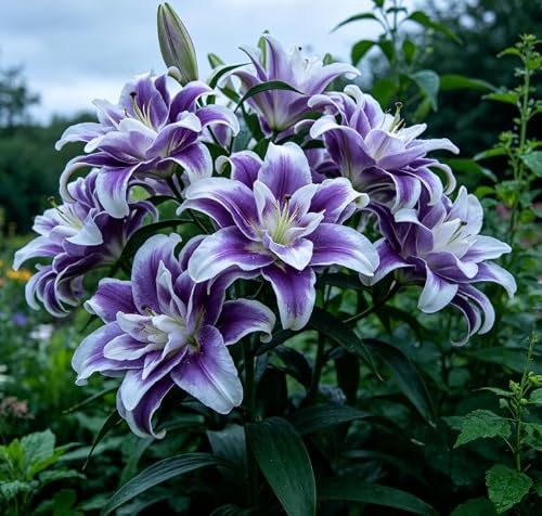 gigli, lilium - selvatici da mini decorazione da giardino rizoma giardino interno bulbo to, decorative in vaso-4 pcs-F