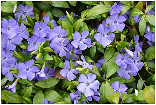 Stauden Gänge 50 x Vinca minor 'Blau' Immergrün winterhart