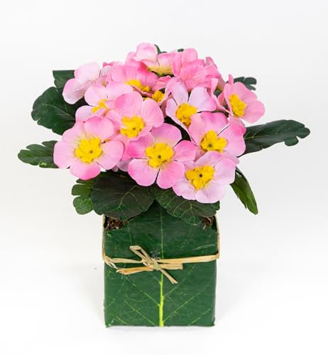 Künstliche Primel im Blatttopf 28cm PM künstliche Pflanzen Primelbusch Seidenblumen Kunstblumen Kunstpflanzen (Rosa)
