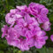 100 graines de fleurs de géranium lierre