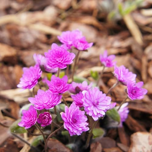 500 pcs leberblümchen kaufen samen bonsai samen pflanze Hepatica nobilis, bonsai topf hochbeet für balkon winterharte stauden wildblumensamen gartensamen saat blumensaat gartenblumen