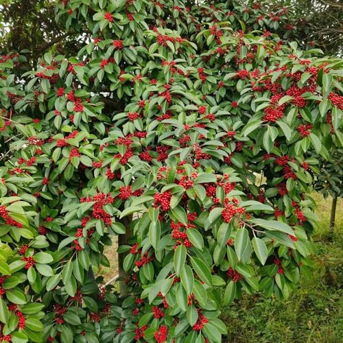 100 pcs stechpalme pflanze samen pflanzenkübel saatgut alte sorten bäume kaufen balkon bonsai baum winterharte pflanzen für garten blumenwiese samen bäume bienenweide saatgut wildblumensamen