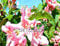 5 Samen Alpenveilchen Winterharte Pflanzen Blumensamen Exotische Zierblumen U065