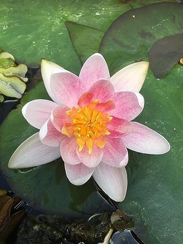 PondPlantsUK Dwarf Potted Water Lily - Live Plant Aquatic Pond Lake Marginal - Patio (Mary Patrica)
