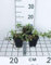 12 x Cotoneaster damm. Major radicans - Kriechender Zwergholz-Cotoneaster - Topf 9 cm x 9 cm