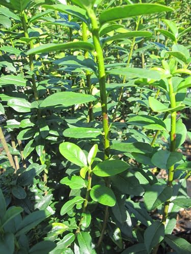 Ligustrum vulgare Straight Talk - Säulen-Liguster Straight Talk - 80-100cm