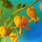 Blutende Herzen Zwiebeln， Blutende Herzen, TräNende Herzen Lebende Pflanzen TräNende Herzen Blumensorte Zwiebeln Winterhart MehrjäHrig Blutende Herzen Blumen Garten Topfpflanzen -1Zwiebeln-A