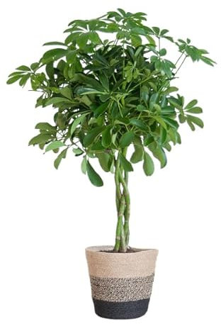 Schefflera Arb Nora - Birkenfeige - Zimmerpflanze + Korb Lissabon Schwarz - 70cm - Ø21cm