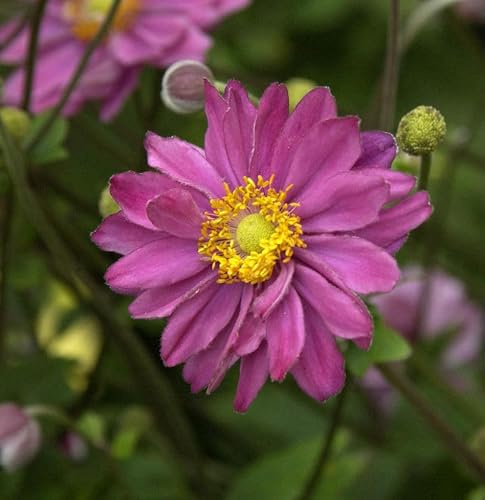 Herbstanemone Margarete - Anemone japonica - lebende Gartenpflanze aus den Baumschulen