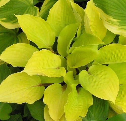 Nouvelles graines fraîches de plantes hosta jaunes 70 pièces
