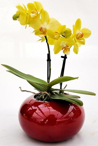POWERS TO FLOWERS - ORCHIDEA PHALAENOPSIS GIALLA IN VASO CERAMICA SFERICO ROSSO, Pianta Vera