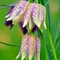 Premium Fritillaria-Zwiebeln - winterharte mehrjährige Blumenzwiebeln für Garten & Kübel - langlebige Schnittblume mit langer Blütezeit-4 Zwiebeln-H