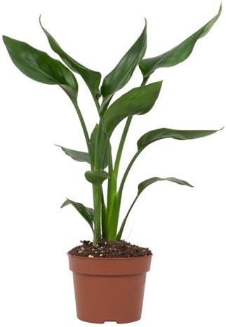 Strelitzia reginae - 25-35cm - Ø12cm - Plante d'intérieur - Vert persistant