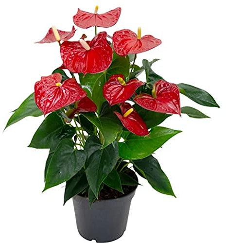 Vivai Frediani Piante Vere - Anthurium Pianta Vera da Interno della categoria Piante Ornamentali Piante da Appartamento e Piante Arredo Bagno. Vaso 13