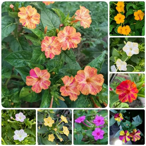 30 Pcs Wunderblume Pflanze Samen - Wildflower, Frühlingsblumen (Mirabilis Jalapa) Nachhaltige Geschenke Für Frauen Wildblumensamen, Blumen Winterhart Wildblumensamen Mehrjährig Winterhart