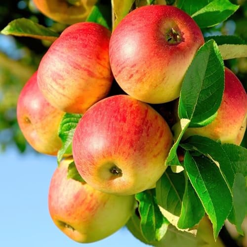 GreenboutiQ - Obstpflanze - Apfelbaum - Malus domestica Jonagold - Gelbgrüner Apfel - Topf 21cm Höhe 90cm