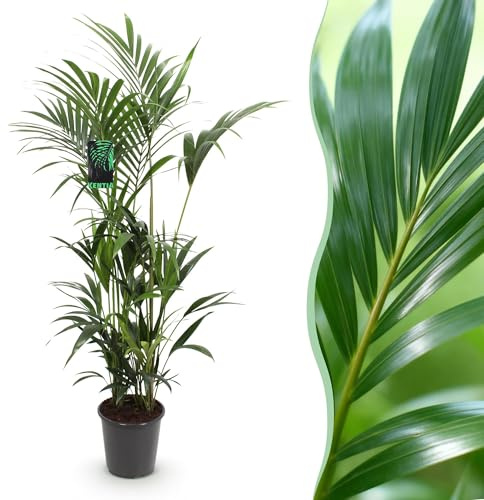Green boutiQ - Zimmerpflanze - Howea Forsteriana - Kentia-Palme - Pflegeleicht - Grün - 1 Pflanze - Topf 27cm - Höhe 160-170cm