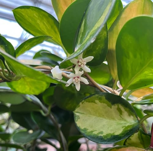 Hoya carnosaVariegata- wunderschöne hängende Zimmerpflanze ebenso Wachsblume oder Porzellanblume genannt - pflegeleichte Pflanze für das Wohnzimmer mit fantastischen Blüten