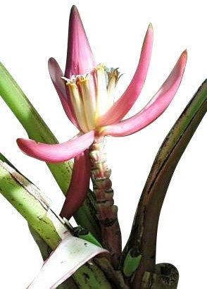 Manns Zwergbanane -musa mannii- 10 Samen -Seltenheit-