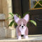Gochoi Kleiner Chihuahua Hund Blumentopf Geschenke Pflanzkübel PVC Rechteckig Blumentöpfe Tier für Den Planzenkübel,Innengarten Sukkulenten Pflanzgefäße S Chihuahua