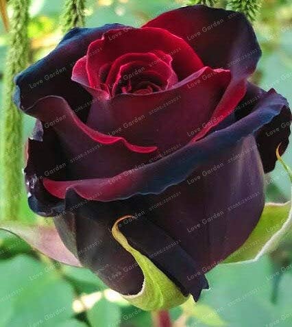 Seltene Rose Samen Schwarze Rose Blume Mit Roten Rand Seltene Rose Blumen Samen Für Garten Bonsai Pflanzen Hausgarten Pflanze 50 Stücke