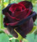 Seltene Rose Samen Schwarze Rose Blume Mit Roten Rand Seltene Rose Blumen Samen Für Garten Bonsai Pflanzen Hausgarten Pflanze 50 Stücke