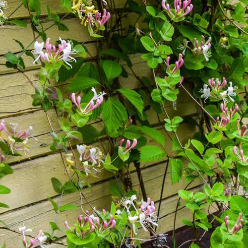 caprifoglio rampicante - semi giardino erbe aromatiche - Serie Piante Rare - decorazione del balcone con piante aromatiche semi di fiori da balcone piante rampicanti resistenti 350pcs