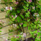 caprifoglio rampicante - semi giardino erbe aromatiche - Serie Piante Rare - decorazione del balcone con piante aromatiche semi di fiori da balcone piante rampicanti resistenti 350pcs