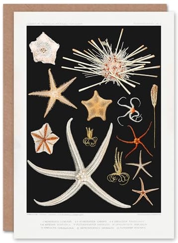 Artery8 Vintage Marine Life Art Card Varieties of Deep Sea Starfish