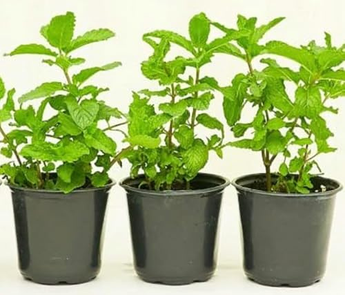 Live Peppermint Plants, 3 Pack in 4 Inch Pots, Fresh Culinary Herb. California Delivery