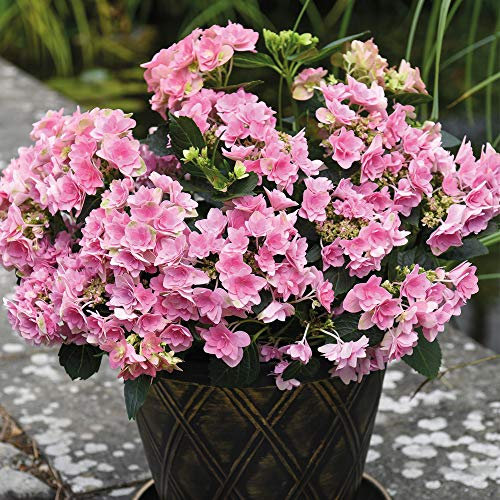 Hydrangea Double Dutch Edam Beautiful Double Pink Flowers Hardy Shrub Ideal for Patio Pots and Borders 1 x 14cm Pot by Thompson and Morgan