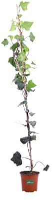 Pianta di Edera Irlandese pianta di Hedera Hibernica pianta di Edera Verde rampicante pianta da esterno pianta ornamentale pianta vera venduta da eGarden.store (Vaso 19 cm)