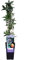 Passionsblume Passiflora caerulea – ca. 30 cm – exotische Kletterpflanze, winterhart & mehrjährig – Blühwunder für Garten, Balkon & Terrasse