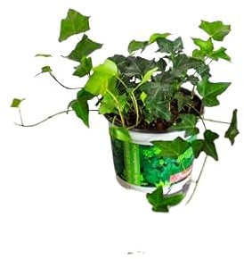 Hiedra Planta Natural y Colgante de Exterior e Interior