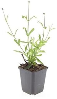 Eisenkraut Verbena bonariensis 'Lollipop' 9cm Topf Set mit 12 Pflanzen