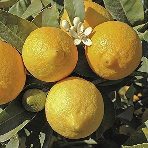 YouGarden Citrus Lemon Tree, Approximately 70-90cm Tall in 4 Litre Pot, Citrus Fruit Tree, House Plant, Conservatory or Garden Plant, Low Maintenance