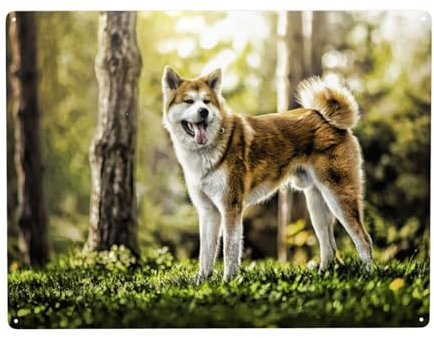 Akita Inu In Haustiere Hunde HDR Sommer Akita, Wandkunstdrucke, Metallschild, Dekor, Wandbehang, Gemälde für Heimdekoration, 30 x 40 cm