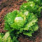 LECHUGA, iceberg, cabeza grande, herencia, orgánico 25+ SEMILLAS, lechuga fresca SWEET