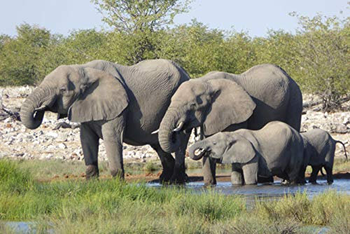 HANSEPUZZLE 75903 - Elefanten Puzzle 2000 Teile | Tierwelt Puzzle mit hochwertiger Puzzle Aufbewahrung: Kartonbox und Wieder verschließbarem Beutel | Puzzle-Maße: 90 x 60 cm