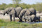 HANSEPUZZLE 75903 - Elefanten Puzzle 2000 Teile | Tierwelt Puzzle mit hochwertiger Puzzle Aufbewahrung: Kartonbox und Wieder verschließbarem Beutel | Puzzle-Maße: 90 x 60 cm