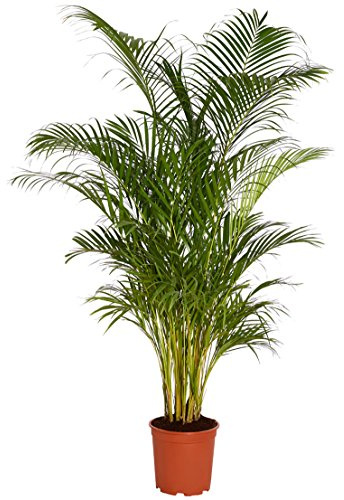 Dehner Goldfruchtpalme, gefiedertes Blattwerk, ca. 170-180 cm, Ø Topf 27 cm | Dypsis lutescens, Zimmerpflanze mit luftreinigenden Eigenschaften, für halbschattige Standorte