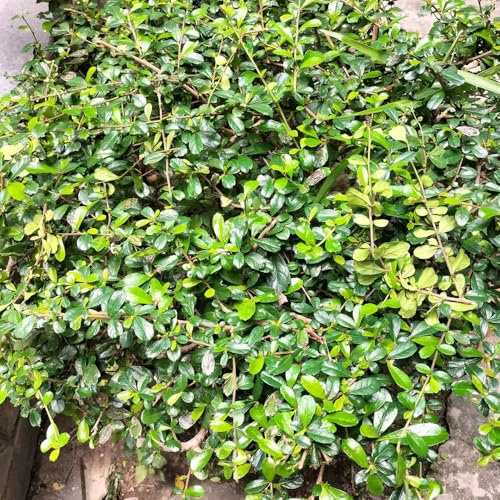 bonsai baum fukientee samen - bonzai baum pflanzendeko exotische pflanzen winterhart hochbeet balkon winterharte kübelpflanzen bonsai samen exotische pflanzen balkongarten 5pcs