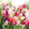 20 Servietten Pracht der Tulpen | Blumen | Wiese | Frühling | Sommer | Tischdeko 33x33cm