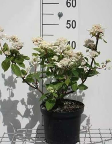 Hydrangea pan. 'Diamantino'® - Rispenhortensie 30-40 cm Container