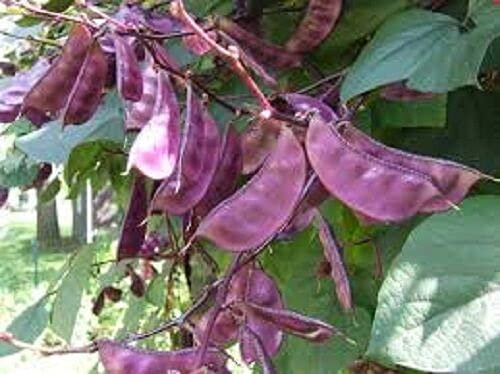 200 Seeds of Lablab Beans (Hyacinth Bean)