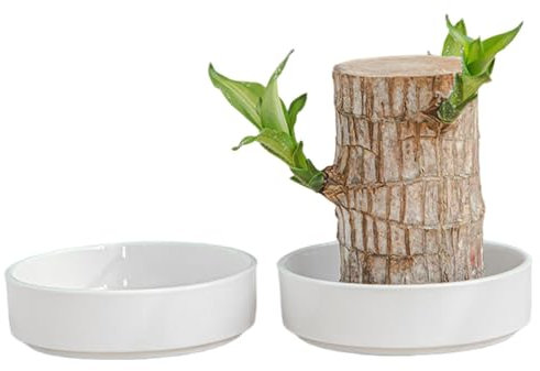 Pallet in legno brasiliano, piccolo vaso in ceramica da scrivania, 2 pallet in legno brasiliano, vassoio in ceramica per piante brasiliane, vassoio per piante in vaso